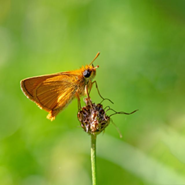 Thymelicus sylvestris?